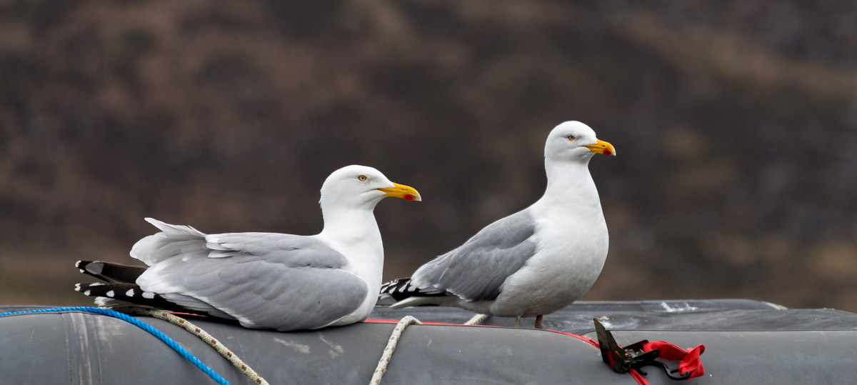 Seagull