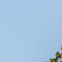 Langkawi eagle