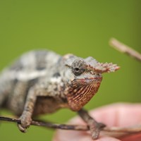 Chameleon