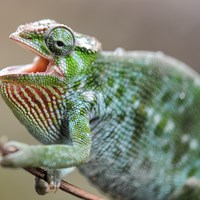 chameleon