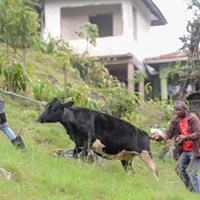 cow