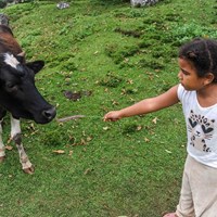 Cow and Marina