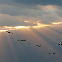 Dawn
