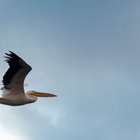 Pelican