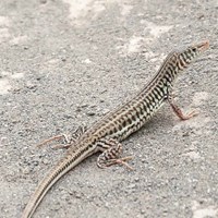 Lizard