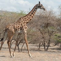 Giraffe
