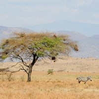 Tree and Zebra