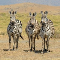Zebra