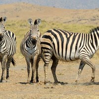 Zebra