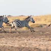 Zebra