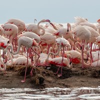 Flamingos