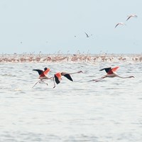 Flamingos