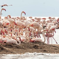 Flamingos