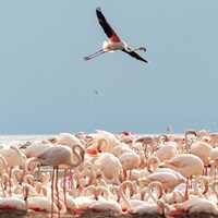 Flamingos