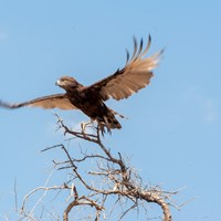 Snake eagle
