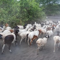 Goats