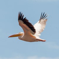 Pelican