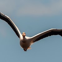 Pelican