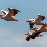 Pelicans in flight
