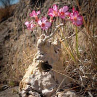 Desert rose