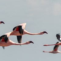 Flamingos