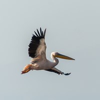 Pelican