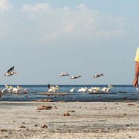 Birds