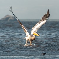 Pelican