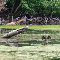 Birds on lake