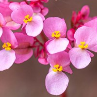 Begonia flower