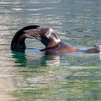 Wildlife